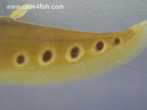 Foto Galerie/Osteoglossiformes/Chitala ornata/Chitala ornata_05_S.jpg